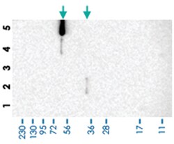 CEP85L Rabbit anti-Human, Polyclonal Antibody, Abnova 100 &mu;L | Buy Online | Abnova Corporation | Fisher Scientific