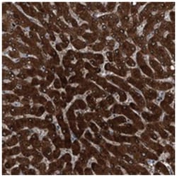 CEP85L Rabbit anti-Human, Polyclonal Antibody, Abnova 100 &mu;L | Buy Online | Abnova Corporation | Fisher Scientific