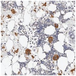 ZRANB1 Rabbit anti-Human, Polyclonal Antibody, Abnova 100 &mu;L | Buy Online | Abnova Corporation | Fisher Scientific