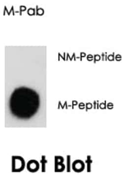H3F3A, H3F3B Rabbit anti-Human, Polyclonal Antibody, Abnova 400&mu;L; Unlabeled:Antibodies,