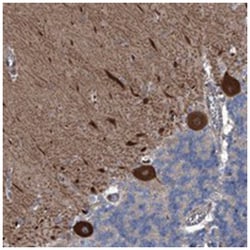 KIF13A Rabbit anti-Human, Polyclonal Antibody, Abnova 100&mu;L; Unlabeled:Antibodies,