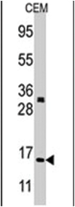 H3F3A, H3F3B Rabbit anti-Human, Polyclonal Antibody, Abnova 400 &mu;L | Buy Online | Abnova Corporation | Fisher Scientific