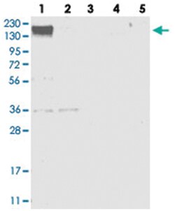 SMG7 Rabbit anti-Human, Polyclonal Antibody, Abnova 100&mu;L; Unlabeled:Antibodies,