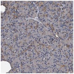 KCND3 Rabbit anti-Human, Polyclonal Antibody, Abnova 100&mu;L; Unlabeled:Antibodies,