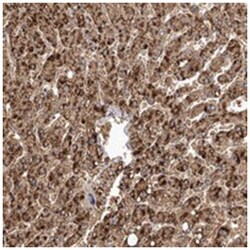 LRRC25, Rabbit, Polyclonal Antibody, Abnova 100&mu;L; Unlabeled:Antibodies,