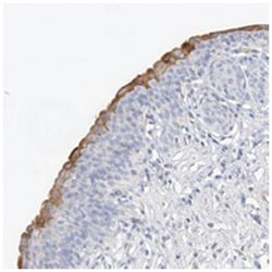 C8orf84, Rabbit, Polyclonal Antibody, Abnova 100 &mu;L | Buy Online | Abnova Corporation | Fisher Scientific