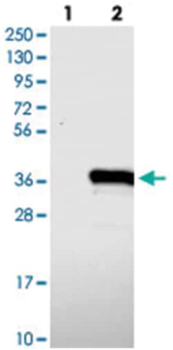TYW3 Rabbit anti-Human, Polyclonal Antibody, Abnova 100 &mu;L | Buy Online | Abnova Corporation | Fisher Scientific