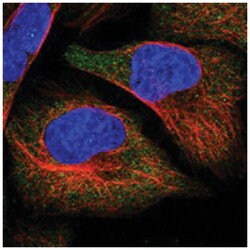 APEH Rabbit anti-Human, Polyclonal Antibody, Abnova 100&mu;L; Unlabeled:Antibodies,