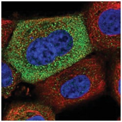 APEH Rabbit anti-Human, Polyclonal Antibody, Abnova 100 &mu;L | Buy Online | Abnova Corporation | Fisher Scientific