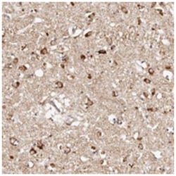 BCL2L15 Rabbit anti-Human, Polyclonal Antibody, Abnova 100&mu;L; Unlabeled:Antibodies,