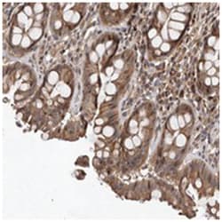 GADD45B, Rabbit, Polyclonal Antibody, Abnova 100 &mu;L | Buy Online | Abnova Corporation | Fisher Scientific