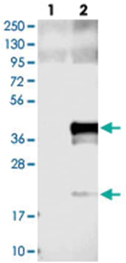 CLDND1 Rabbit anti-Human, Polyclonal Antibody, Abnova 100 &mu;L | Buy Online | Abnova Corporation | Fisher Scientific