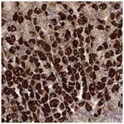 C6orf153, Rabbit, Polyclonal Antibody, Abnova 100 &mu;L | Buy Online | Abnova Corporation | Fisher Scientific