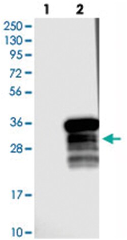 C6orf153, Rabbit, Polyclonal Antibody, Abnova 100 &mu;L | Buy Online | Abnova Corporation | Fisher Scientific