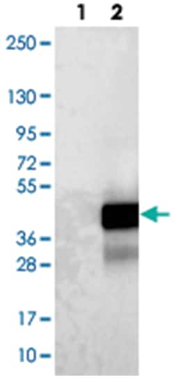 LURAP1 Rabbit anti-Human, Polyclonal Antibody, Abnova 100 &mu;L | Buy Online | Abnova Corporation | Fisher Scientific