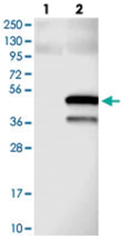 SPATA17, Rabbit, Polyclonal Antibody, Abnova 100&mu;L; Unlabeled:Antibodies,