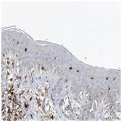 INSL5, Rabbit, Polyclonal Antibody, Abnova 100 &mu;L | Buy Online | Abnova Corporation | Fisher Scientific