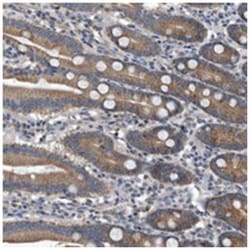 FAM136A Rabbit anti-Human, Polyclonal Antibody, Abnova 100 &mu;L | Buy Online | Abnova Corporation | Fisher Scientific