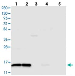 FAM136A Rabbit anti-Human, Polyclonal Antibody, Abnova 100 &mu;L | Buy Online | Abnova Corporation | Fisher Scientific