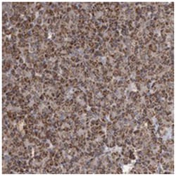 FAM136A Rabbit anti-Human, Polyclonal Antibody, Abnova 100 &mu;L | Buy Online | Abnova Corporation | Fisher Scientific