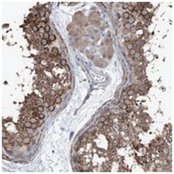 HSPB11, Rabbit, Polyclonal Antibody, Abnova 100 &mu;L | Buy Online | Abnova Corporation | Fisher Scientific