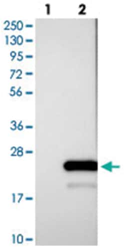 HSPB11, Rabbit, Polyclonal Antibody, Abnova 100 &mu;L | Buy Online | Abnova Corporation | Fisher Scientific