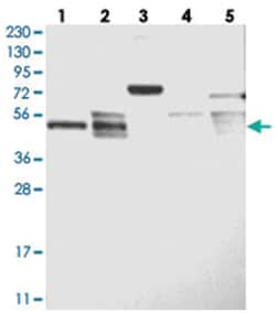LACE1 Rabbit anti-Human, Mouse, Polyclonal Antibody, Abnova 100 &mu;L | Buy Online | Abnova | Fisher Scientific