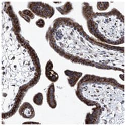 TJAP1 Rabbit anti-Human, Polyclonal Antibody, Abnova 100 &mu;L | Buy Online | Abnova Corporation | Fisher Scientific