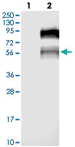 TJAP1 Rabbit anti-Human, Polyclonal Antibody, Abnova 100 &mu;L | Buy Online | Abnova Corporation | Fisher Scientific