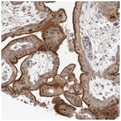 KIAA1009 Rabbit anti-Human, Polyclonal Antibody, Abnova 100 &mu;L | Buy Online | Abnova Corporation | Fisher Scientific