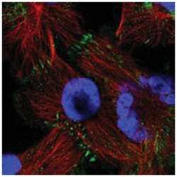 MLLT4 Rabbit anti-Human, Polyclonal Antibody, Abnova 100 &mu;L | Buy Online | Abnova Corporation | Fisher Scientific