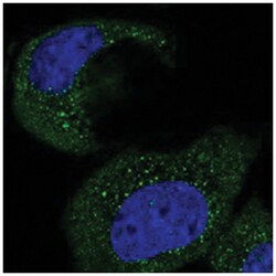 C1orf62 Rabbit anti-Human, Polyclonal Antibody, Abnova 100 &mu;L | Buy Online | Abnova Corporation | Fisher Scientific