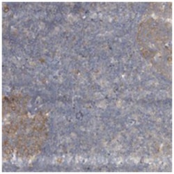 C1orf62 Rabbit anti-Human, Polyclonal Antibody, Abnova 100 &mu;L | Buy Online | Abnova Corporation | Fisher Scientific