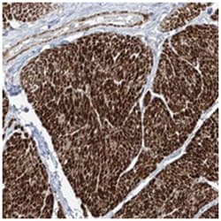 UFD1L Rabbit anti-Human, Polyclonal Antibody, Abnova 100 &mu;L | Buy Online | Abnova Corporation | Fisher Scientific