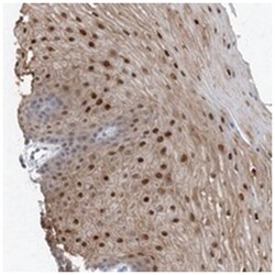 NCOA7 Rabbit anti-Human, Polyclonal Antibody, Abnova 100 &mu;L | Buy Online | Abnova Corporation | Fisher Scientific
