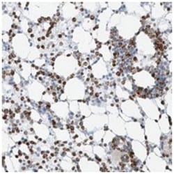 PRDM6 Rabbit anti-Human, Polyclonal Antibody, Abnova 100 &mu;L | Buy Online | Abnova Corporation | Fisher Scientific