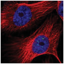 LYRM4, Rabbit, Polyclonal Antibody, Abnova 100&mu;L; Unlabeled:Antibodies,