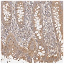 KCMF1 Rabbit anti-Human, Polyclonal Antibody, Abnova 100&mu;L; Unlabeled:Antibodies,
