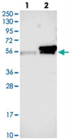 KCMF1 Rabbit anti-Human, Polyclonal Antibody, Abnova 100&mu;L; Unlabeled:Antibodies,