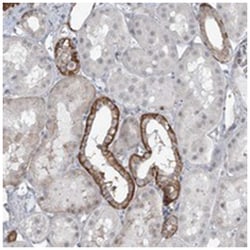 TXLNB, Rabbit, Polyclonal Antibody, Abnova 100&mu;L; Unlabeled:Antibodies,