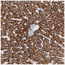 TAS2R60, Rabbit, Polyclonal Antibody, Abnova 100 &mu;L | Buy Online | Abnova Corporation | Fisher Scientific