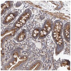 SLC37A1, Rabbit, Polyclonal Antibody, Abnova 100 &mu;L | Buy Online | Abnova | Fisher Scientific