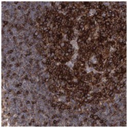 FAM167A Rabbit anti-Human, Polyclonal Antibody, Abnova 100 &mu;L | Buy Online | Abnova Corporation | Fisher Scientific