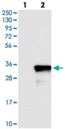 FAM167A Rabbit anti-Human, Polyclonal Antibody, Abnova 100 &mu;L | Buy Online | Abnova Corporation | Fisher Scientific