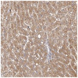 MICAL2 Rabbit anti-Human, Polyclonal Antibody, Abnova 100 &mu;L | Buy Online | Abnova Corporation | Fisher Scientific
