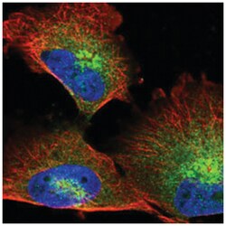 MICAL2 Rabbit anti-Human, Polyclonal Antibody, Abnova 100 &mu;L | Buy Online | Abnova Corporation | Fisher Scientific
