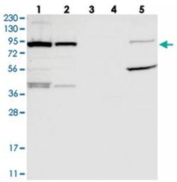 UFL1 Rabbit anti-Human, Polyclonal Antibody, Abnova 100 &mu;L | Buy Online | Abnova Corporation | Fisher Scientific