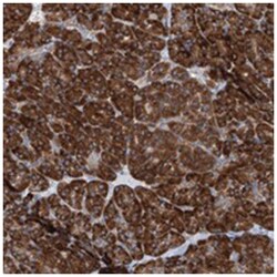 UFL1 Rabbit anti-Human, Polyclonal Antibody, Abnova 100 &mu;L | Buy Online | Abnova Corporation | Fisher Scientific