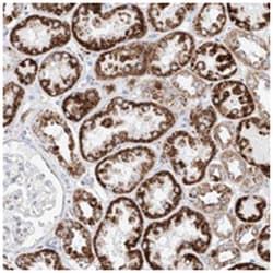 C6orf62 Rabbit anti-Human, Polyclonal Antibody, Abnova 100 &mu;L | Buy Online | Abnova Corporation | Fisher Scientific