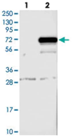 MAGEE2, Rabbit, Polyclonal Antibody, Abnova 100 &mu;L | Buy Online | Abnova Corporation | Fisher Scientific